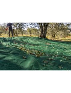 Telo Raccolta Olive Antispina Verde 85 g/m²