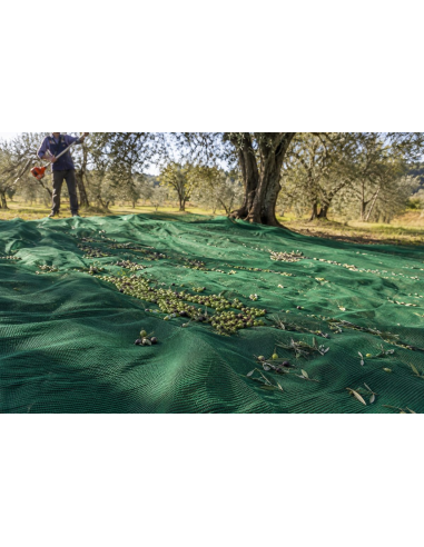 Telo Raccolta Olive Antispina Verde 85 g/m²